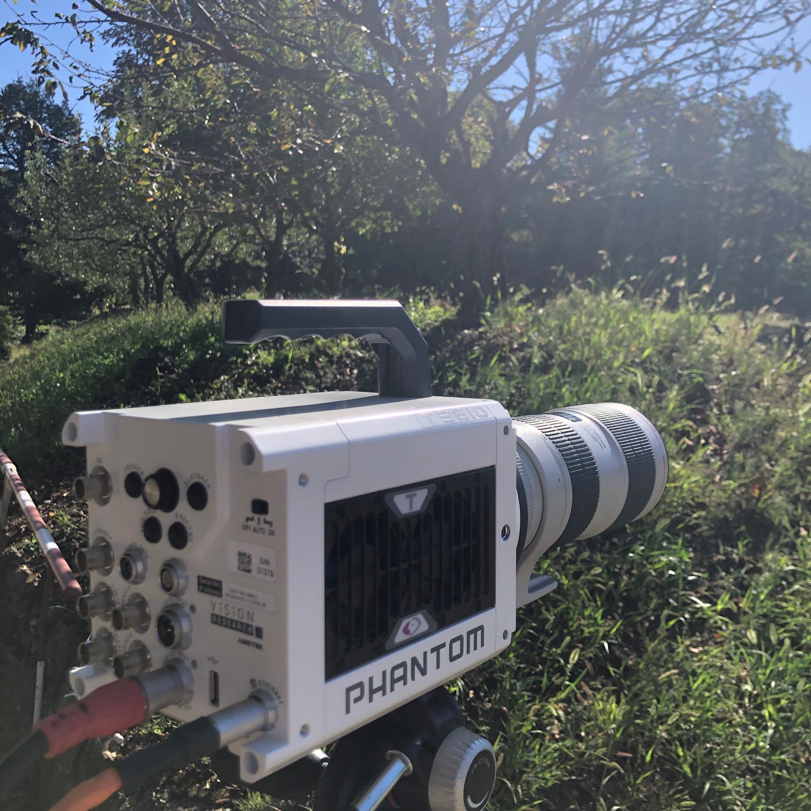 Phantom into the woods