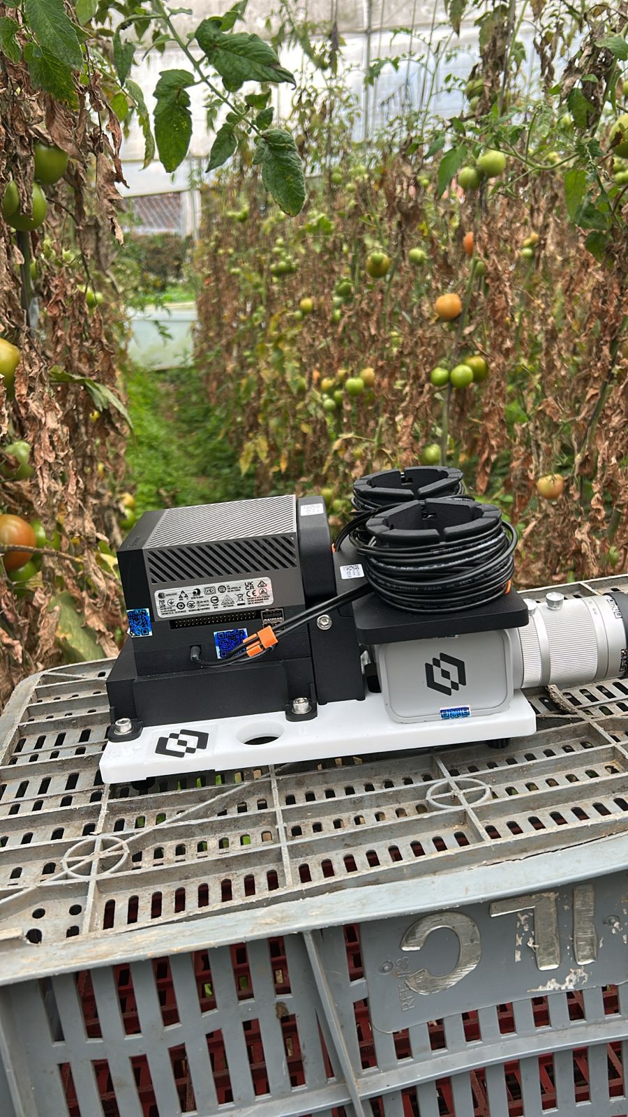 Living Optics en campo con tomates uva